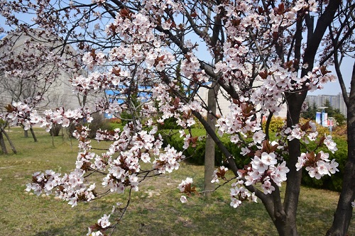 DSC_9667.JPG
